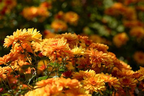 pictures of beautiful fall flowers|desktop backgrounds fall flowers.